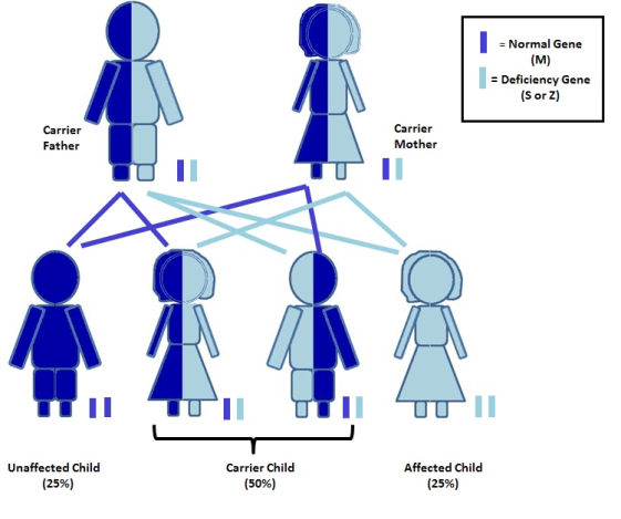 Genetic chart